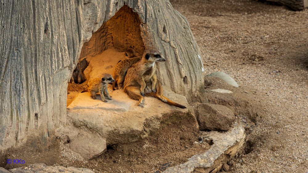 Nachwuchs bei den Erdmännchen. 