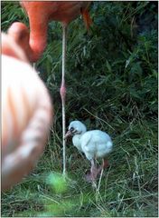 ... Nachwuchs bei den Flamingos ...