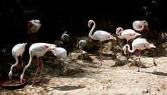 Nachwuchs bei den Flamingos