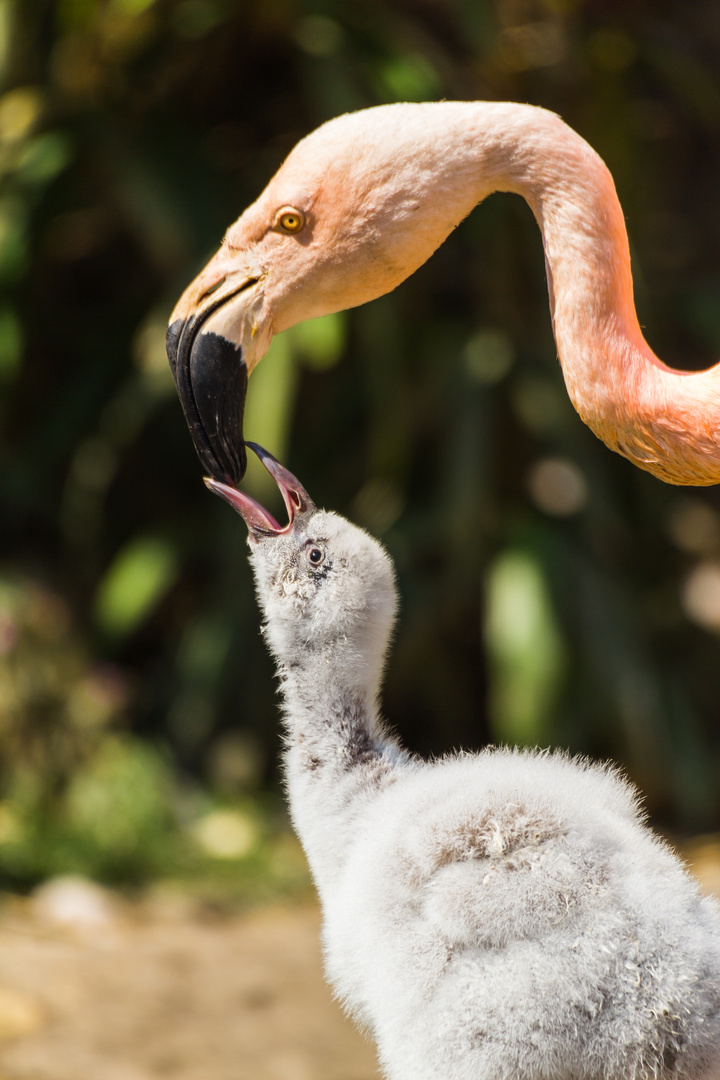 Nachwuchs bei den Flamingos