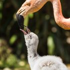 Nachwuchs bei den Flamingos