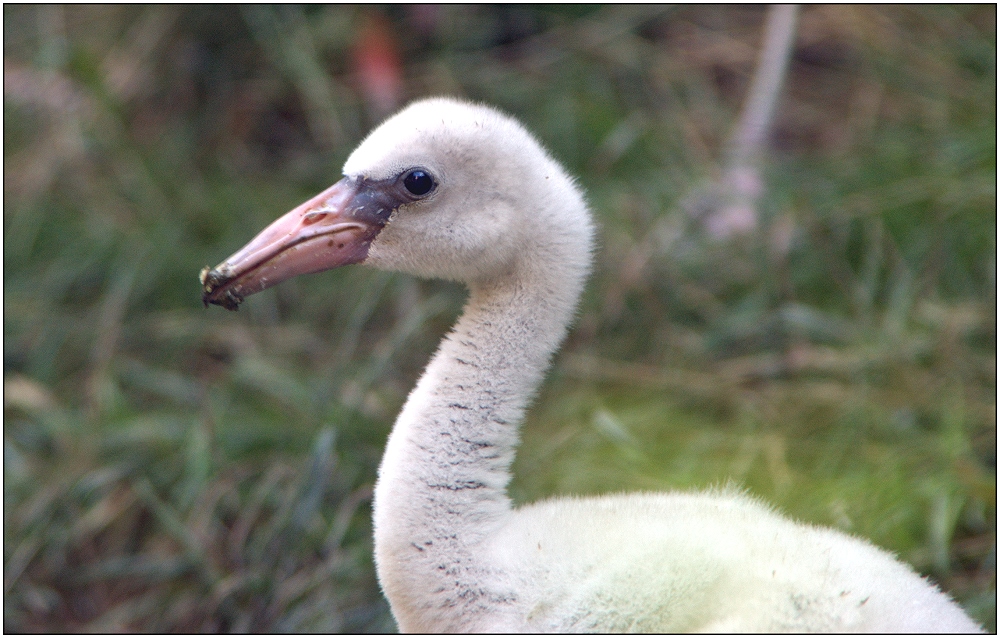 ... Nachwuchs bei den Flamingos ...