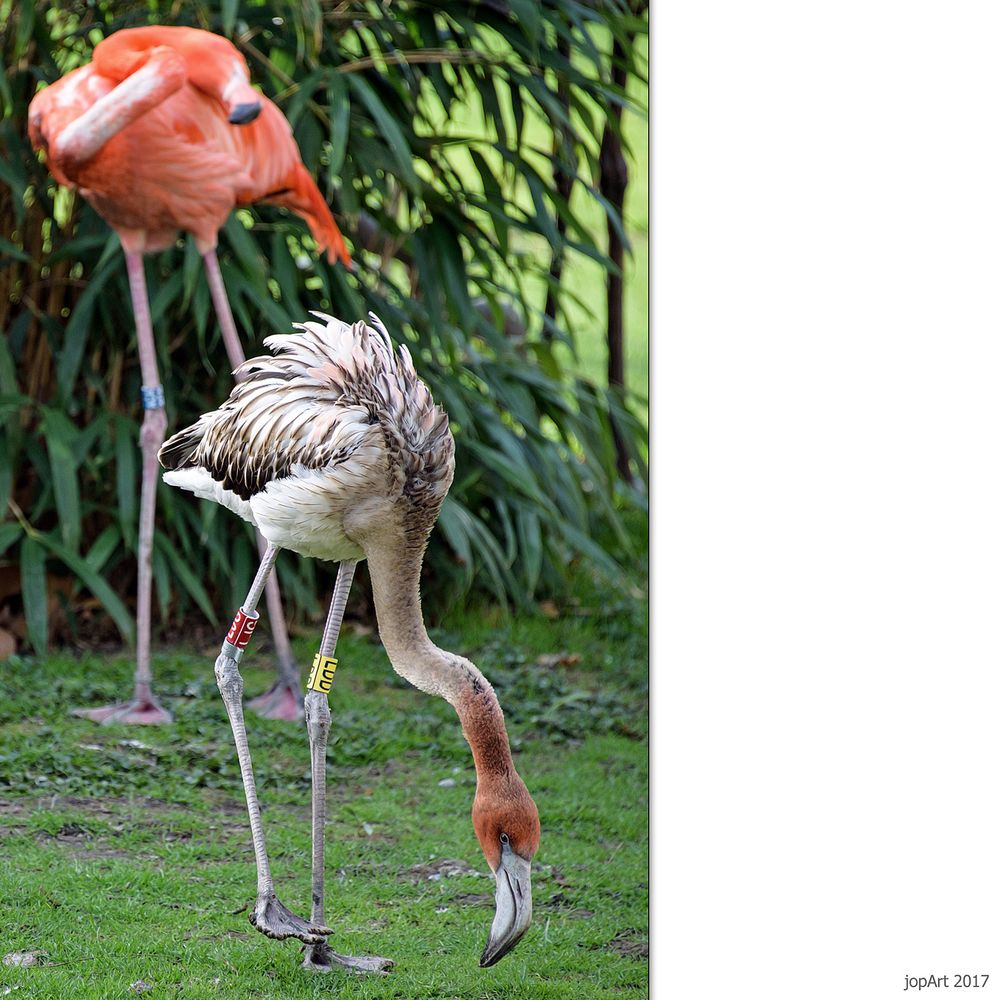 Nachwuchs bei den Flamingos...