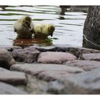 Nachwuchs bei den Gänsen