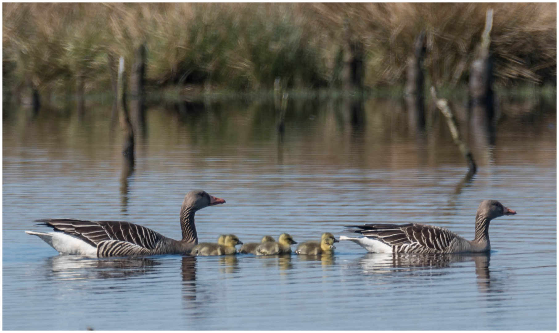 Nachwuchs bei den Gänsen