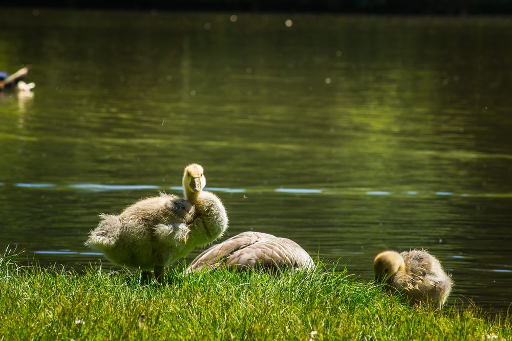 Nachwuchs bei den Gänsen