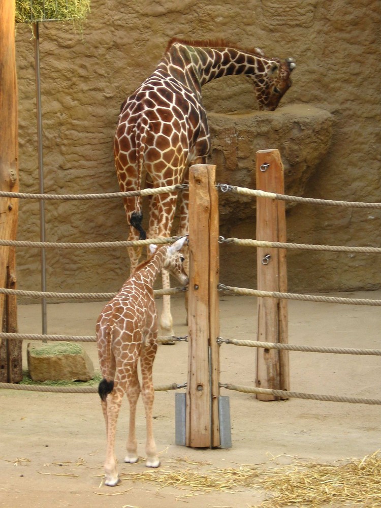 Nachwuchs bei den Giraffen