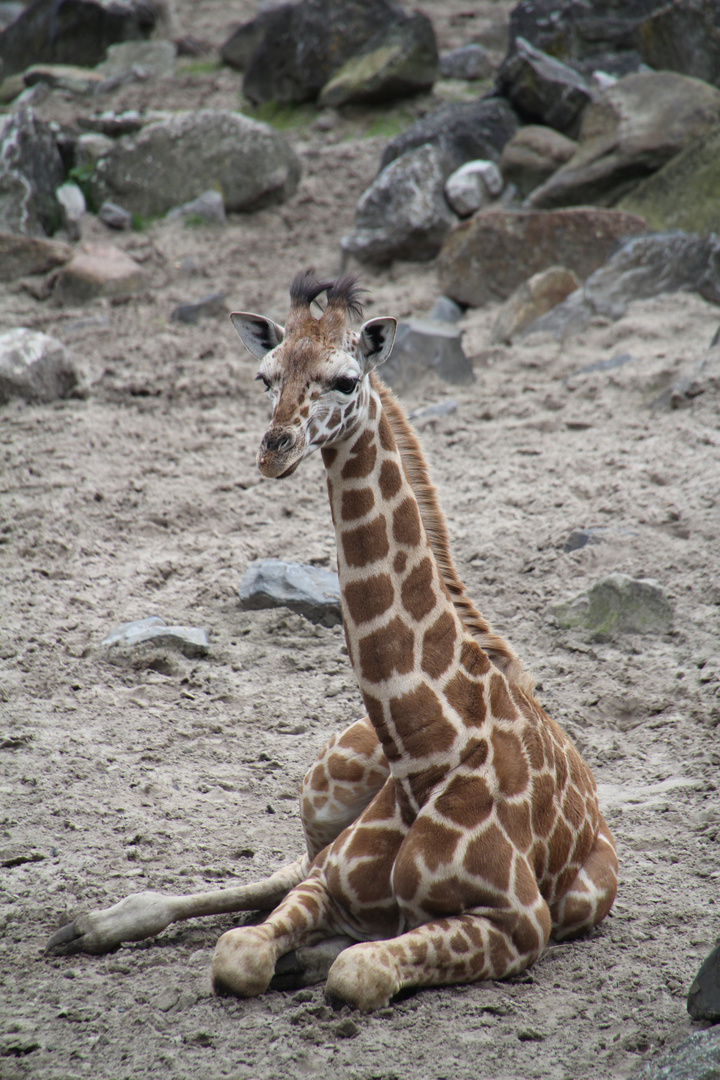 Nachwuchs bei den Giraffen