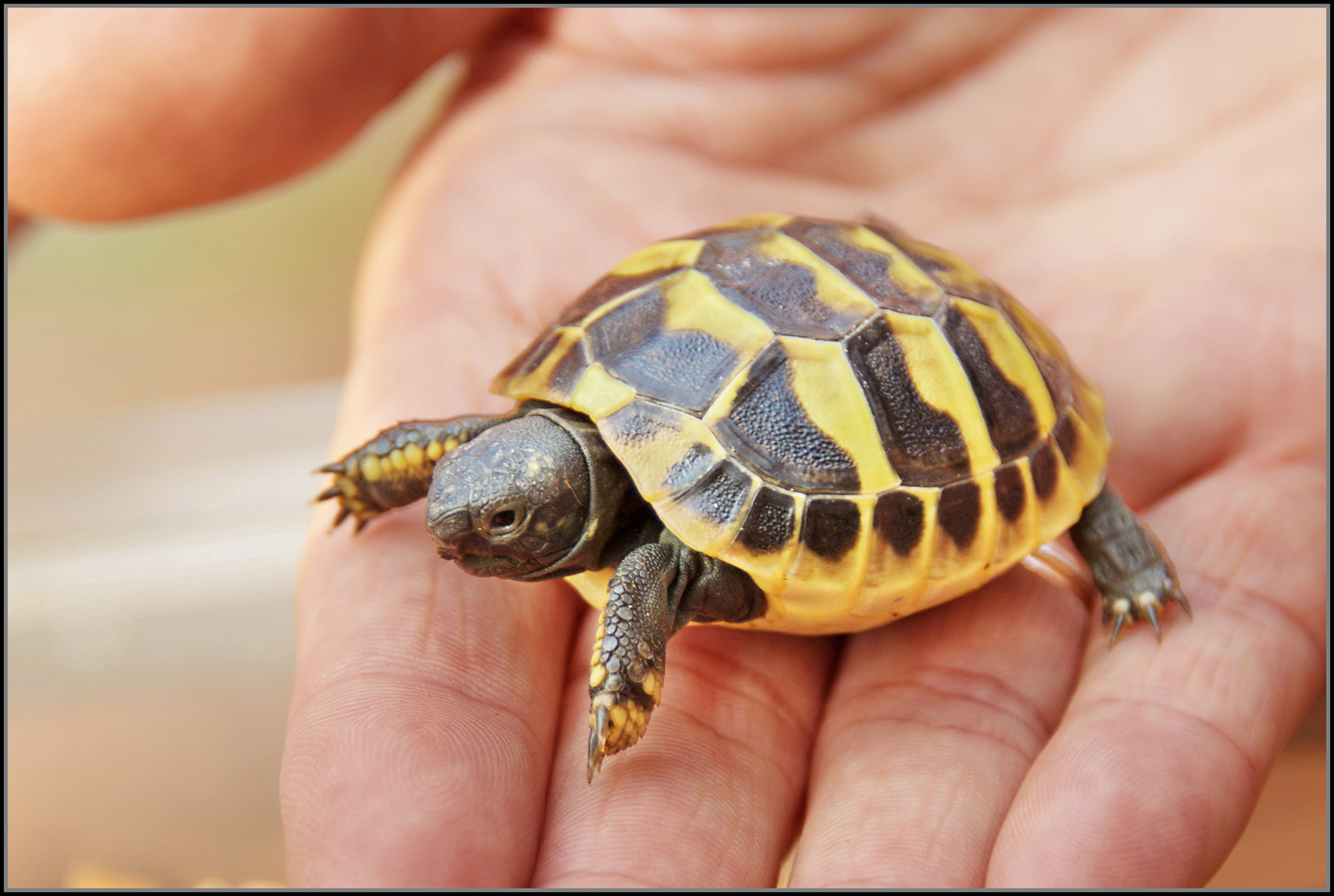 Nachwuchs bei den griechischen Landschildkröten