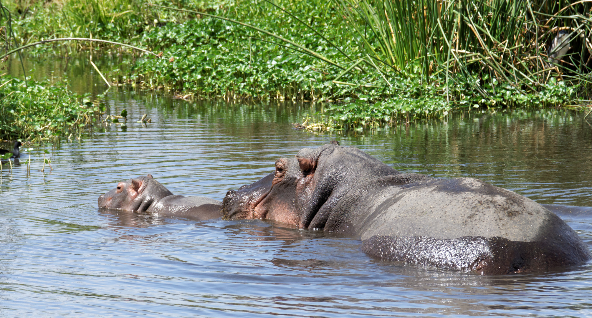 Nachwuchs bei den Hippos.