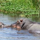 Nachwuchs bei den Hippos.