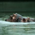 Nachwuchs bei den Hippos im Zoologischen Garten Berlin