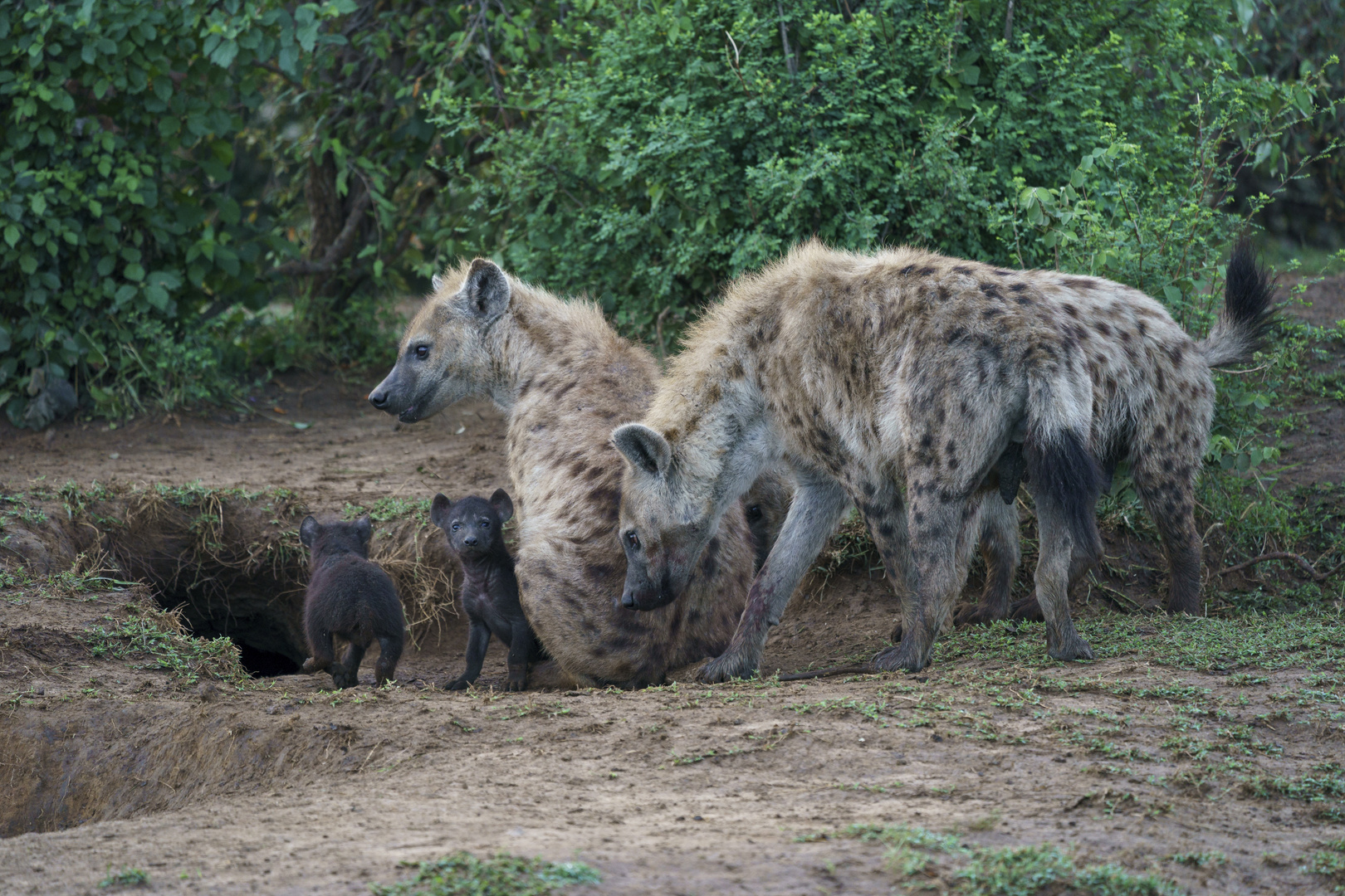 Nachwuchs bei den Hyänen