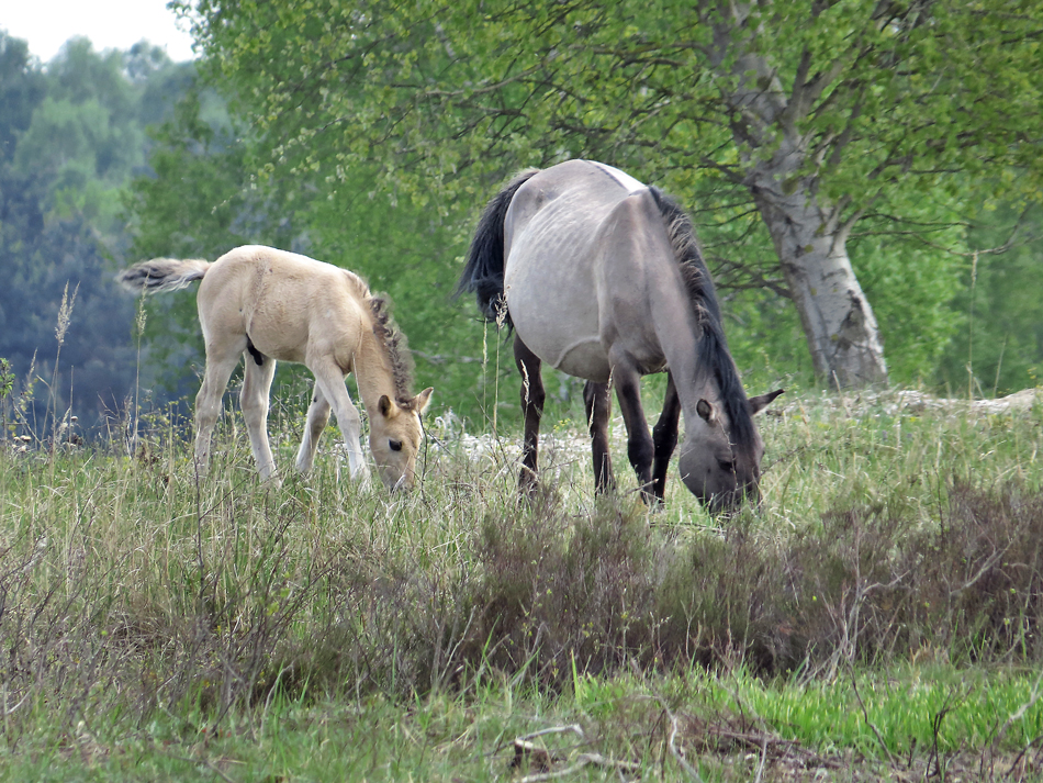 NACHWUCHS BEI DEN KONIK'S