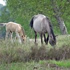 NACHWUCHS BEI DEN KONIK'S