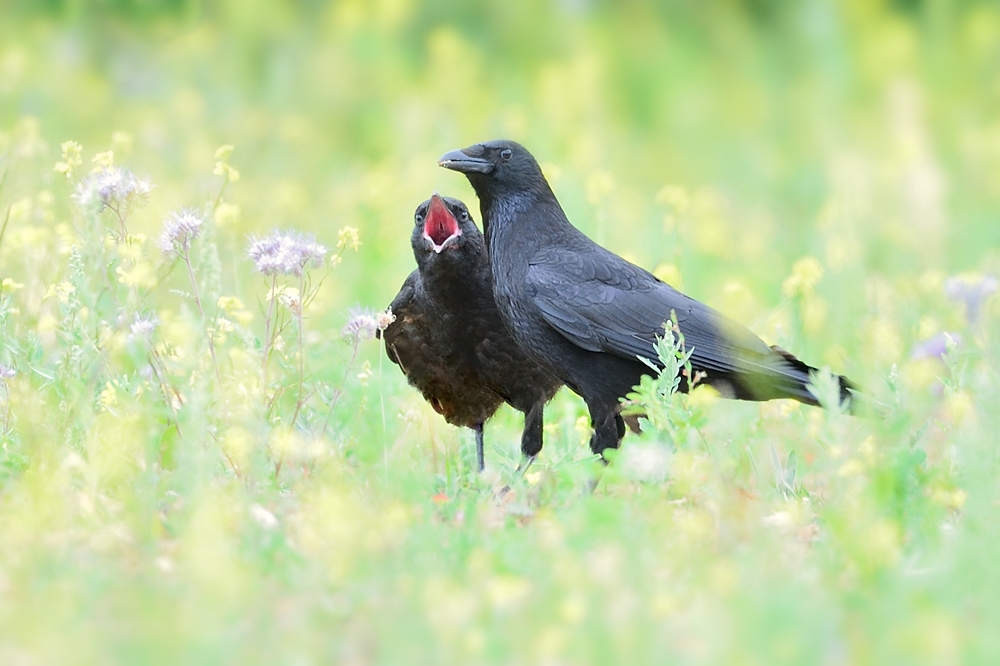 Nachwuchs bei den Krähen