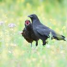 Nachwuchs bei den Krähen