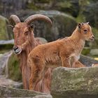 Nachwuchs bei den Mähnenspringern