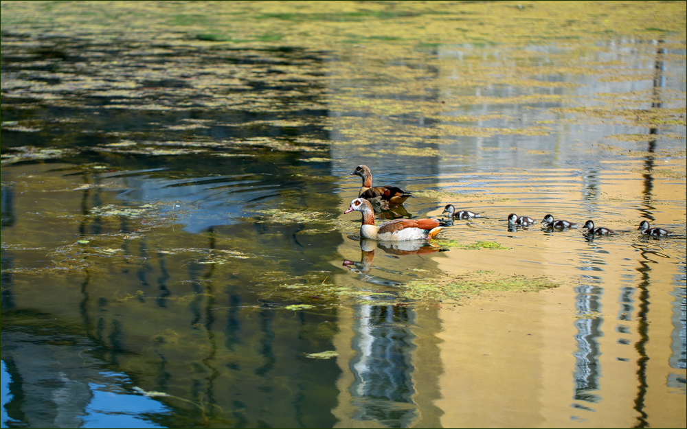 Nachwuchs bei den Nilgänsen