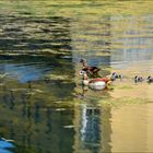 Nachwuchs bei den Nilgänsen