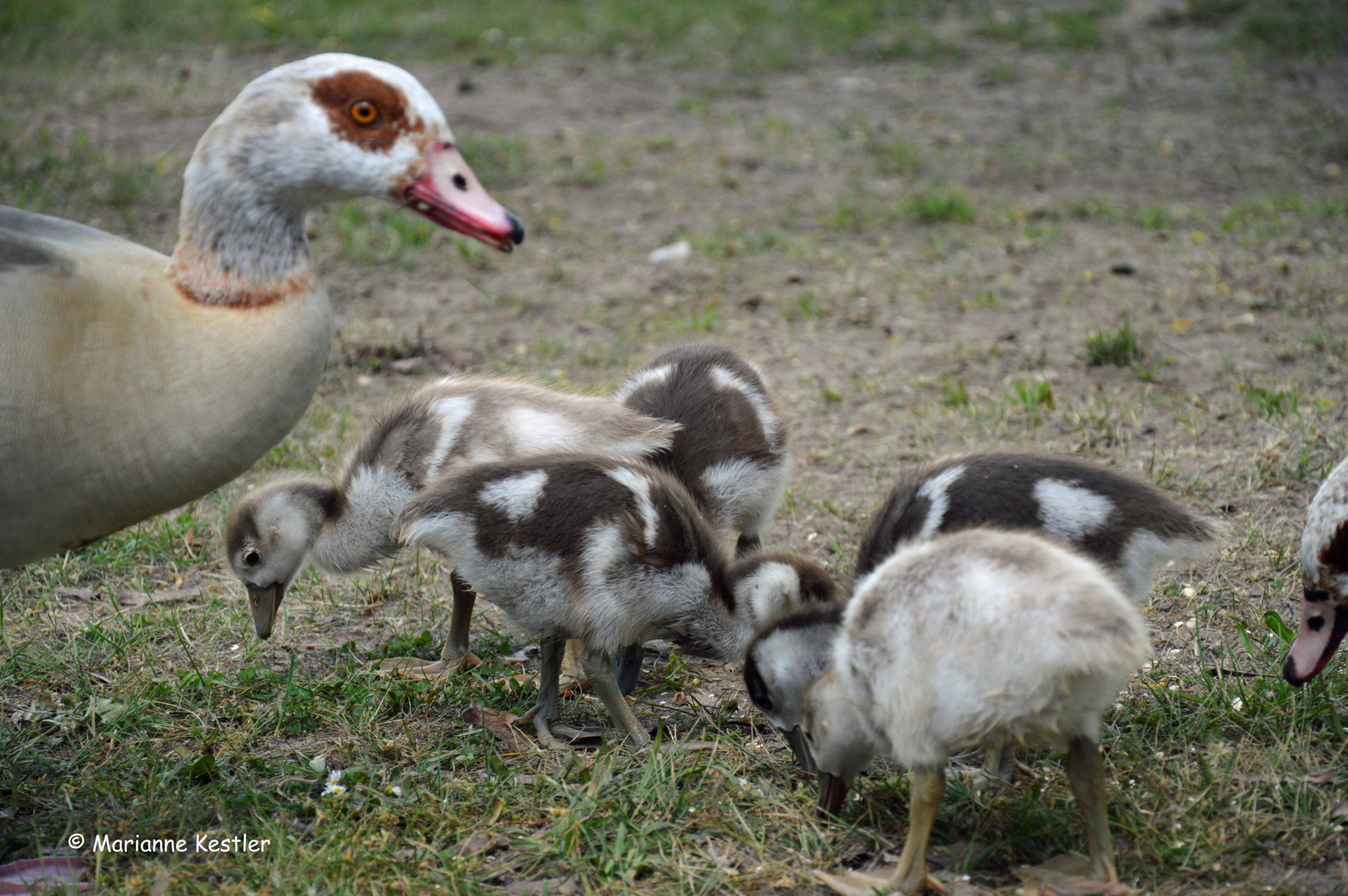 Nachwuchs bei den Nilgänsen (1)