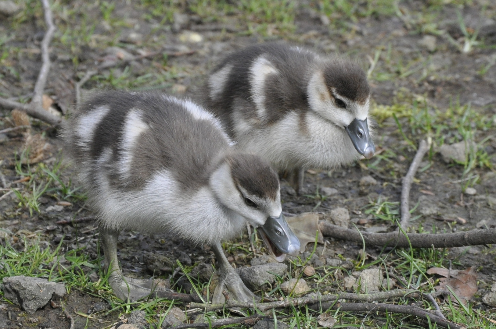 Nachwuchs bei den Nilgänsen