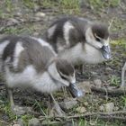 Nachwuchs bei den Nilgänsen