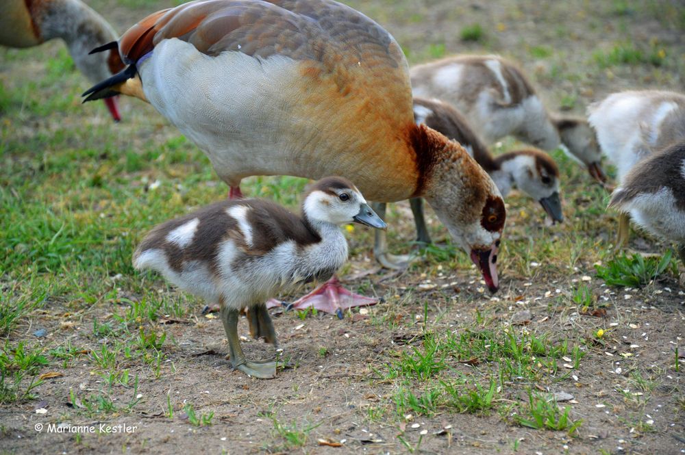 Nachwuchs bei den Nilgänsen (2)