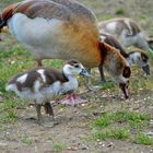 Nachwuchs bei den Nilgänsen (2)