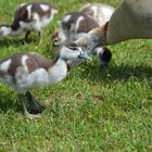 Nachwuchs bei den Nilgänsen (3)