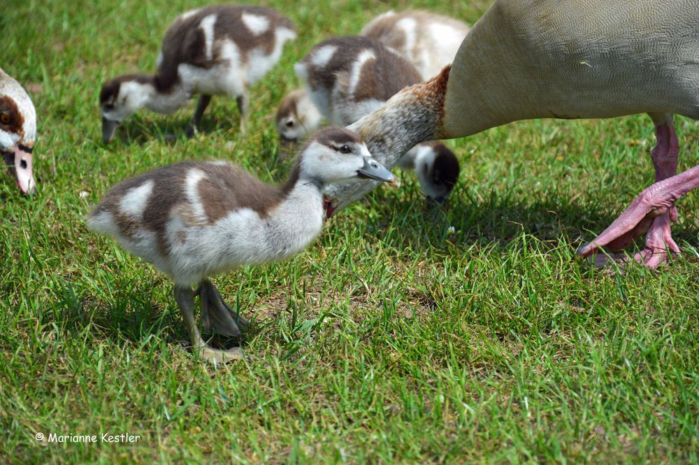 Nachwuchs bei den Nilgänsen (3)