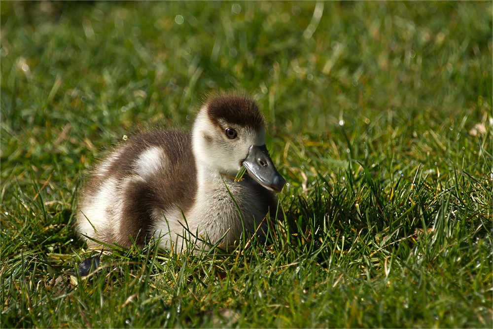 Nachwuchs bei den Nilgänsen