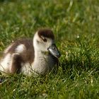 Nachwuchs bei den Nilgänsen