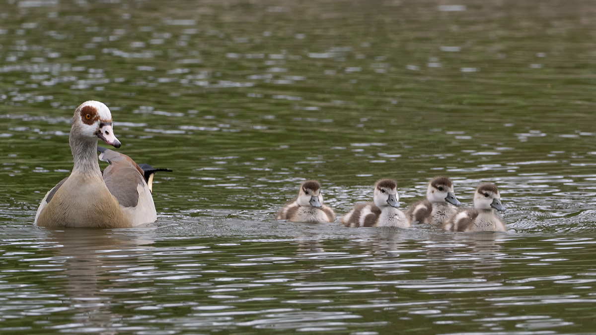 Nachwuchs bei den Nilgänsen