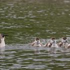 Nachwuchs bei den Nilgänsen