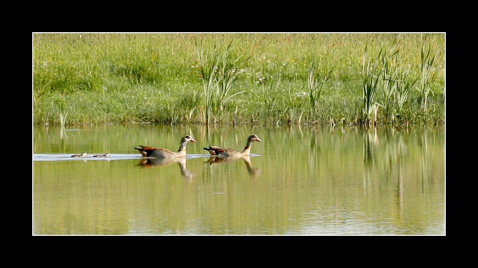 Nachwuchs bei den Nilgänsen...