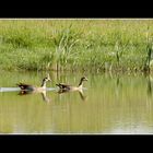 Nachwuchs bei den Nilgänsen...