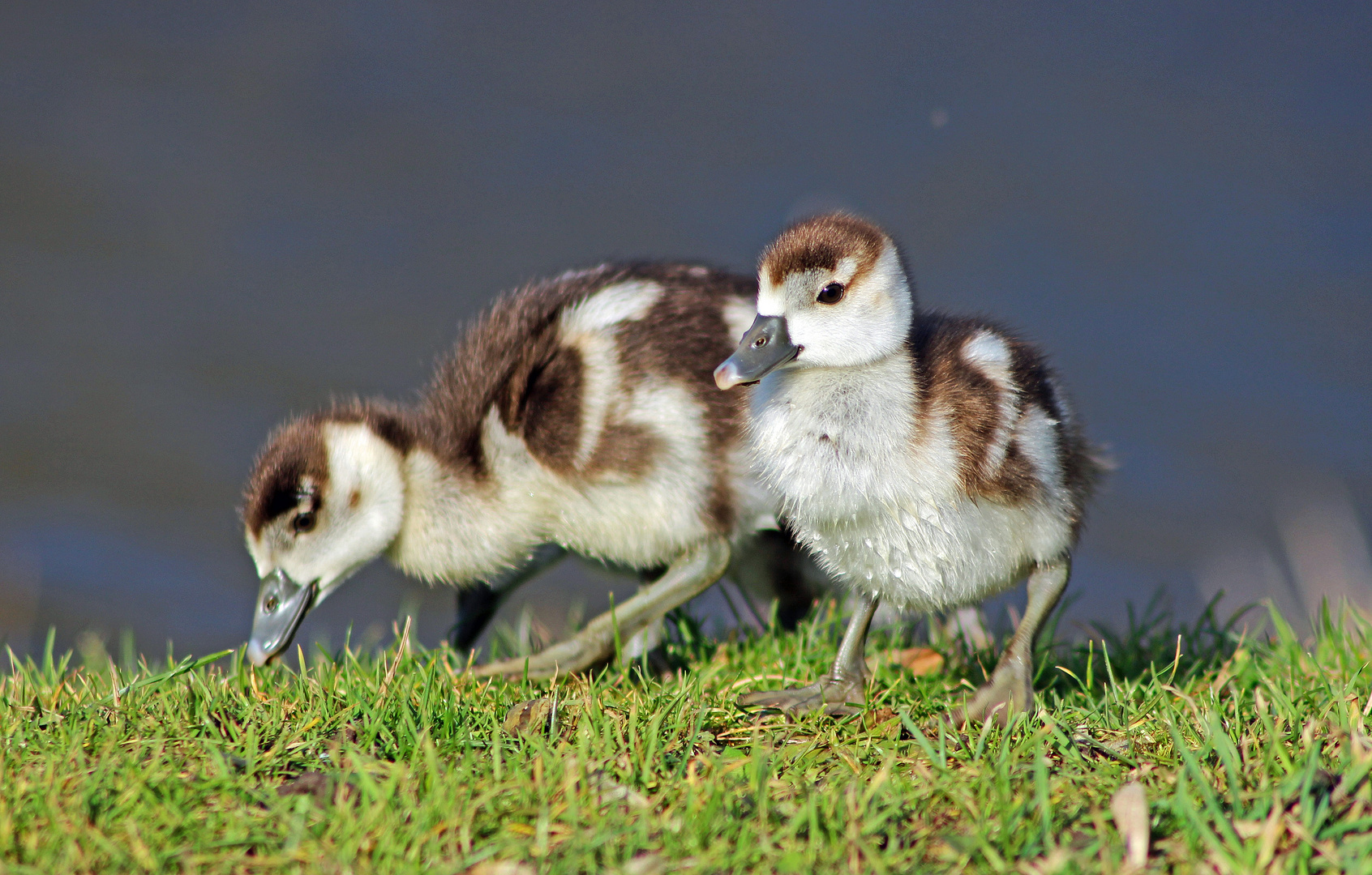 Nachwuchs bei den Nilgänsen