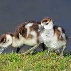 Nachwuchs bei den Nilgänsen