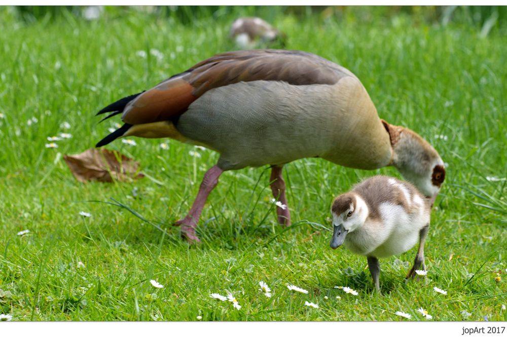 Nachwuchs bei den Nilgänsen...