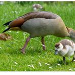 Nachwuchs bei den Nilgänsen...