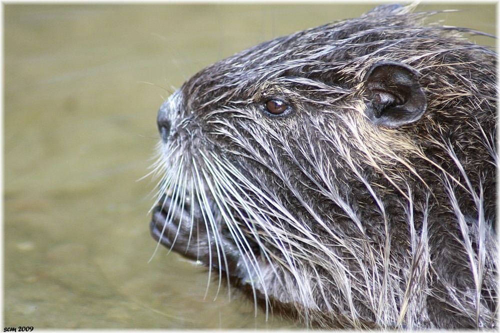 Nachwuchs bei den Nutria