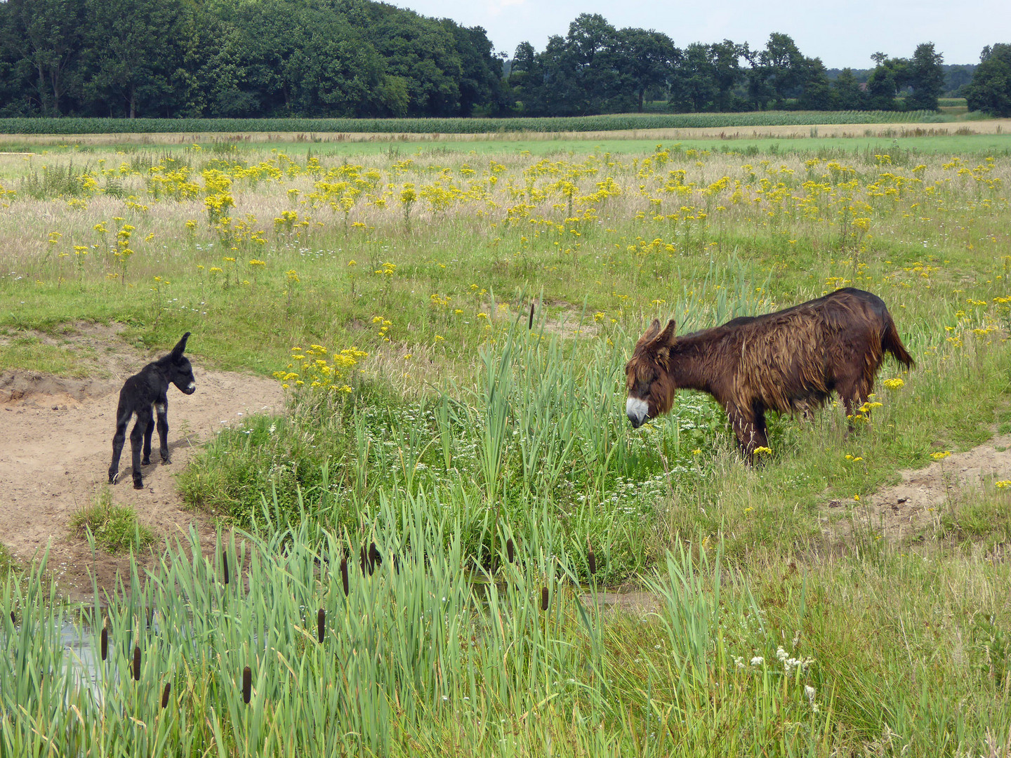 Nachwuchs bei den Poitou-Eseln