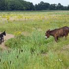 Nachwuchs bei den Poitou-Eseln