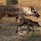 Nachwuchs bei den Rentieren