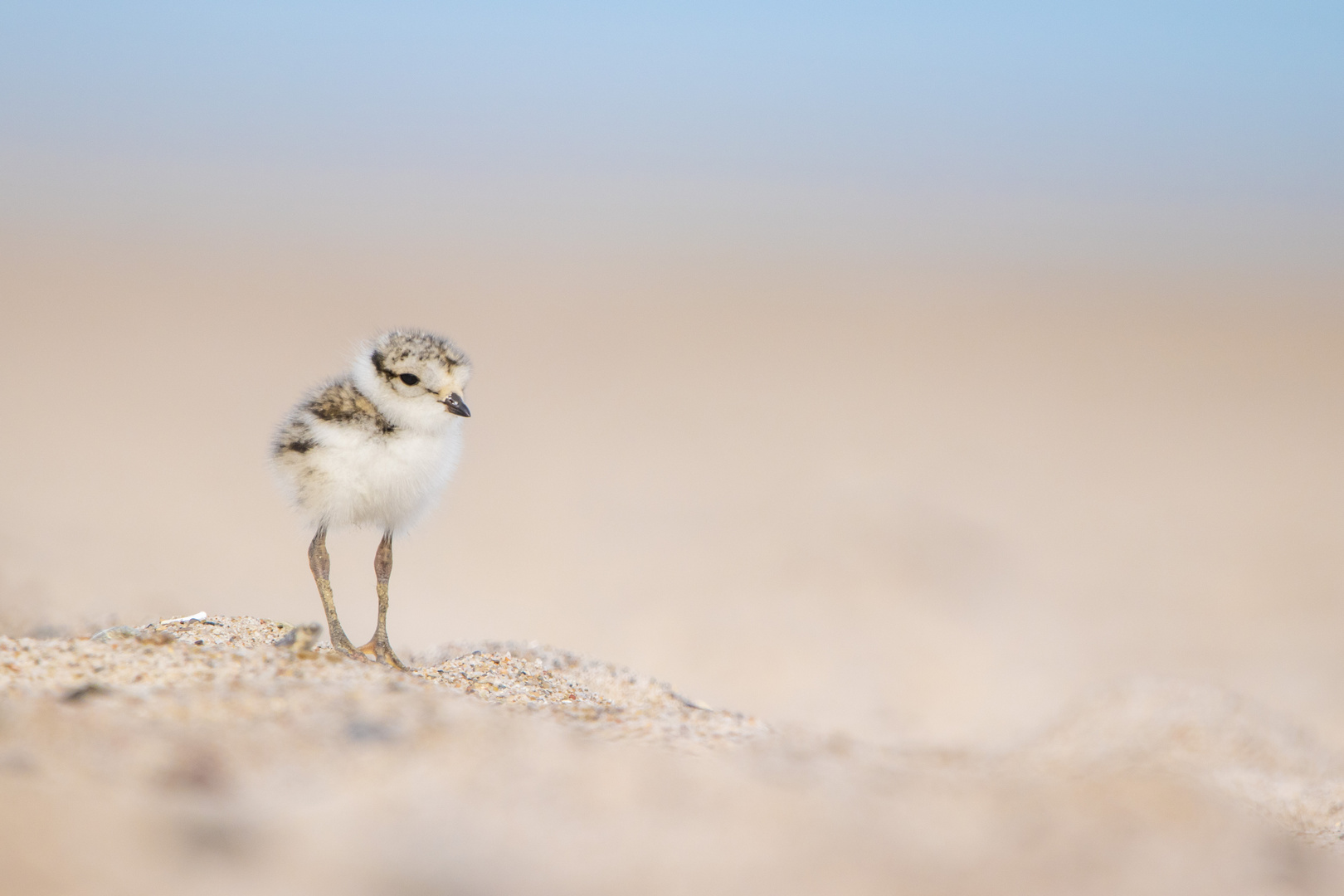 Nachwuchs bei den Sandregenpfeifern