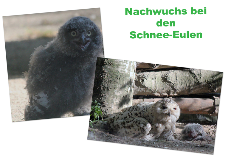 Nachwuchs bei den Schnee-Eulen