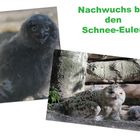 Nachwuchs bei den Schnee-Eulen