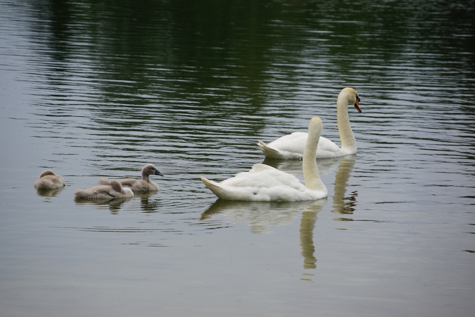 Nachwuchs bei den Schwänen im Britzer Garten