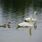 Nachwuchs bei den Schwänen im Britzer Garten